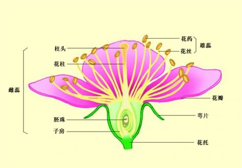 花形状|花的形态与结构